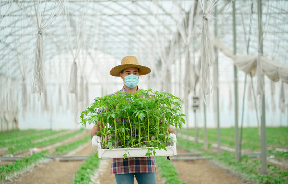 A farmer carrying a crate with seedlings
