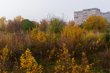 Autumn trees with beautiful bokeh, Armenia