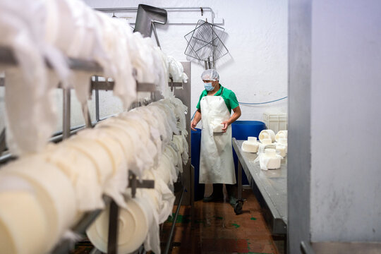 Working In An Authentic Cheese Factory.