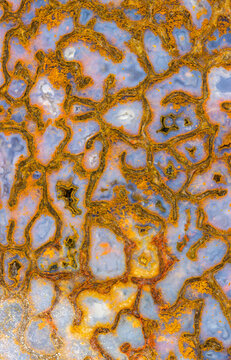 Dinosaur Bone Closeup