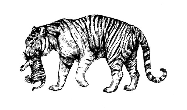 wild cats illustration, tigress, kitten tiger cub