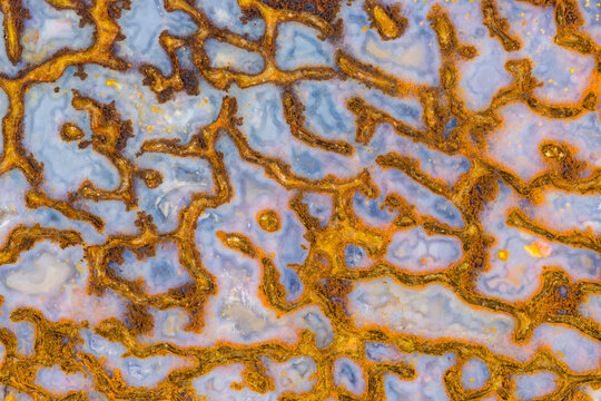 Dinosaur Bone Closeup