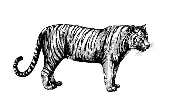 set wild cats illustration, tiger
