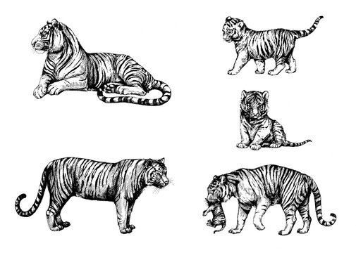 set wild cats illustration, tiger, kitten tiger cub