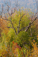 Autumn trees with beautiful bokeh, Armenia