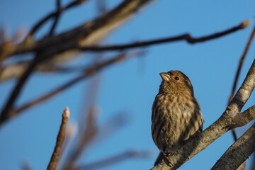 Small Brown Bird Against a Pale Blue Sky