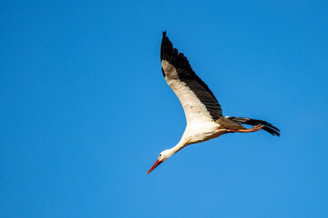 Stroch kurz nach dem Start