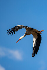 Storch im Tiefflug