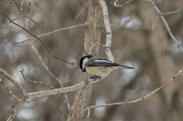 Black-capped Chickadee (Poecile atricapillus) perched on a Tree Branch