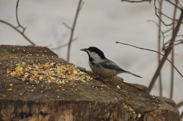 Black-capped Chickadee (Poecile atricapillus) having Lunch