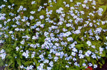 Obraz na płótnie Canvas Blue Forget-Me-Not flowers blooming in nature.