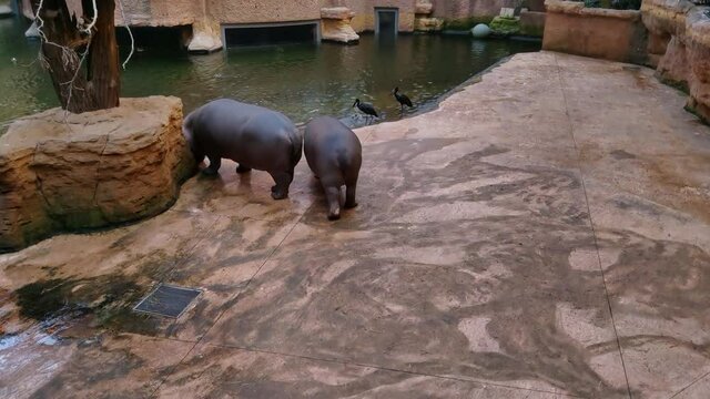 Hippos walk on tiles in the zoo looking for food.