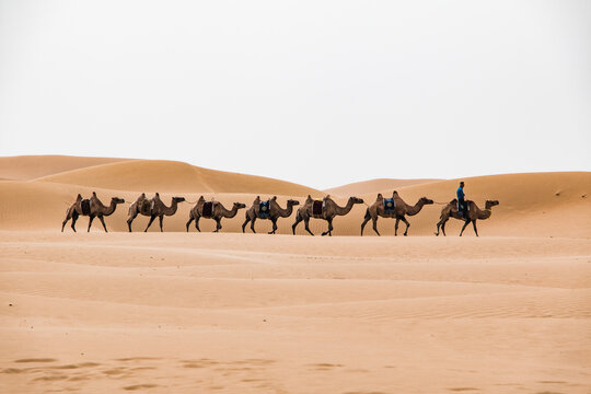 Caravan of Camels, Inner Mongolia