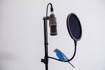 The professional microphone and other studio equipment for live broadcasting