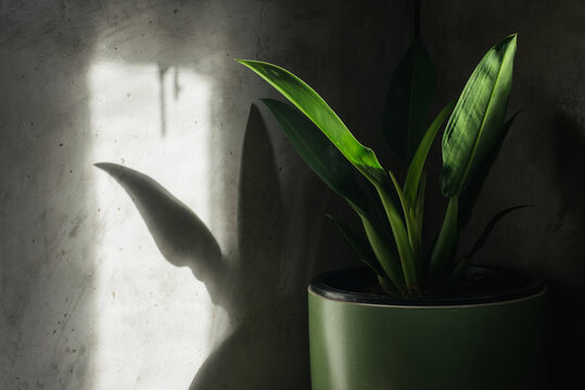 Philodendron martianum
