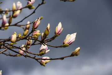 Plante arbre lilas fleur printemps