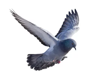 Deurstickers isolated on white dark grey pigeon in flight © Alexander Potapov