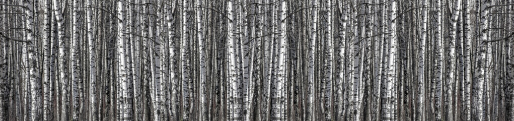 Fototapeta premium birch trunks black and white long stripe
