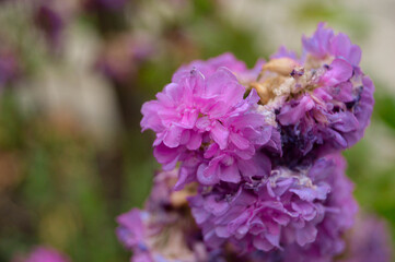 pink garden flowers
