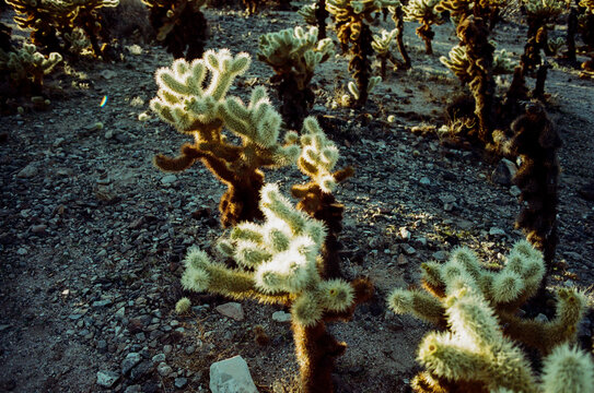 Cholla Cactus Garden