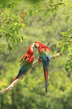 Red-and-green Macaws