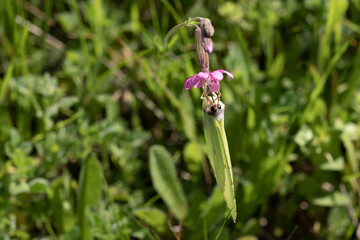 mariposa colgada bocabajo de una flor lila