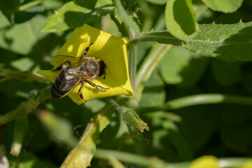 Abeja melífera en una flor amarilla (Apis mellifera Linnaeus)