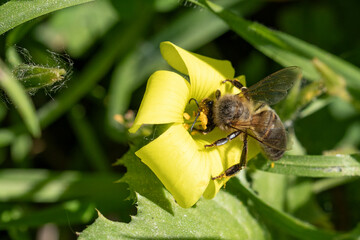 Abeja melífera en una flor amarilla (Apis mellifera Linnaeus)