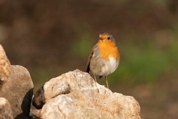 Petirrojo europeo  (Erithacus rubecula)