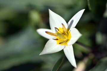 Wild tulip flowers in spring