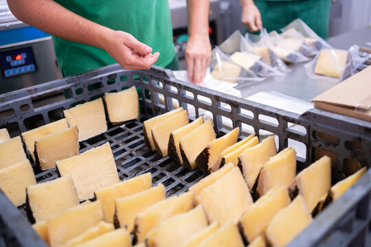 Packing Cheese In The Factory.