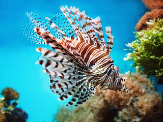 venomous coral reef fish Red lionfish (Pterois volitans)