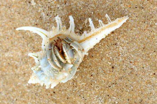 Tiwi Hermit