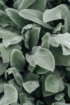 Silver Carpet Leaf Plant