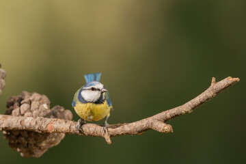 herrerillo común (Cyanistes caeruleus)