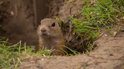 Naklejka na ściany i meble The little ground squirrel peeks out of its burrow