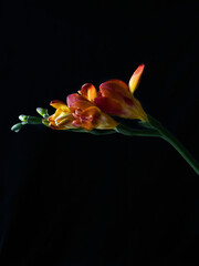 beautiful red freesia flower close up photo