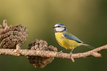 herrerillo común (Cyanistes caeruleus)