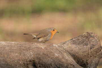 Petirrojo europeo posado en un tronco de un árbol  (Erithacus rubecula)
