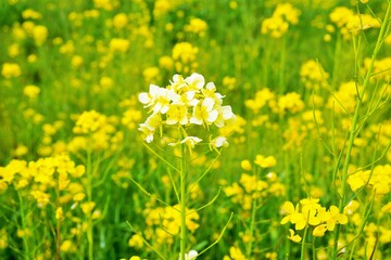 Fototapeta premium 黄色い菜の花畑の中に咲いていたアルビノの白いセイヨウアブラナ