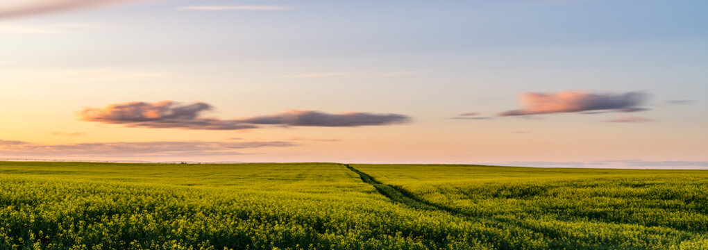 rapeseed field at sunset