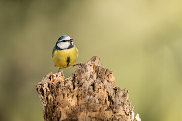 herrerillo común en un tronco  (Cyanistes caeruleus)