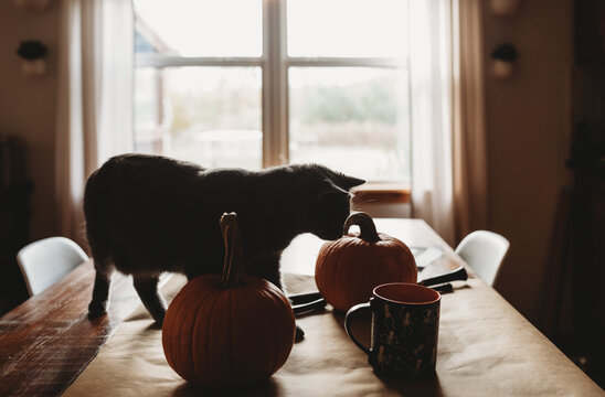 Kitty and pumpkins