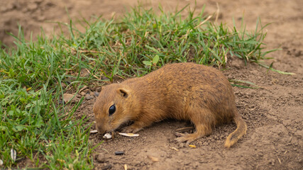 An adult ground squirrel walks across the grass