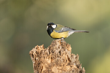 carbonero común posado en un tronco(Parus major)