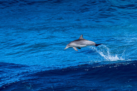 Dolphin Leap