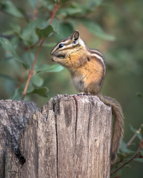 Least Chipmunk