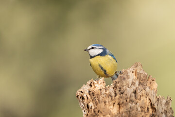 herrerillo común posado en un tronco de árbol  (Cyanistes caeruleus)