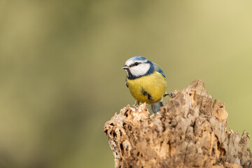 herrerillo común posado en un tronco de árbol  (Cyanistes caeruleus)