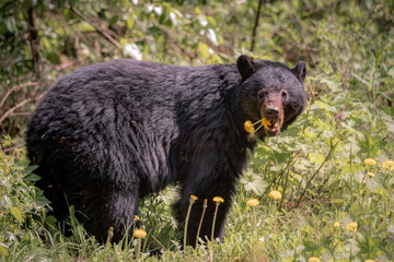 Dandelions and Bear